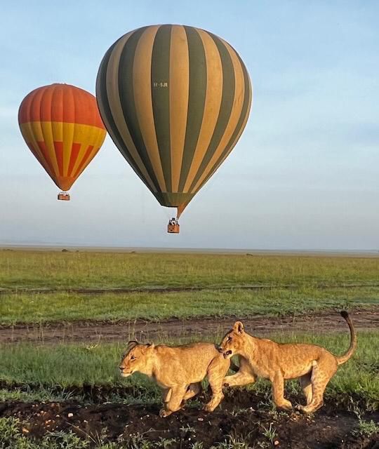 Wildlife