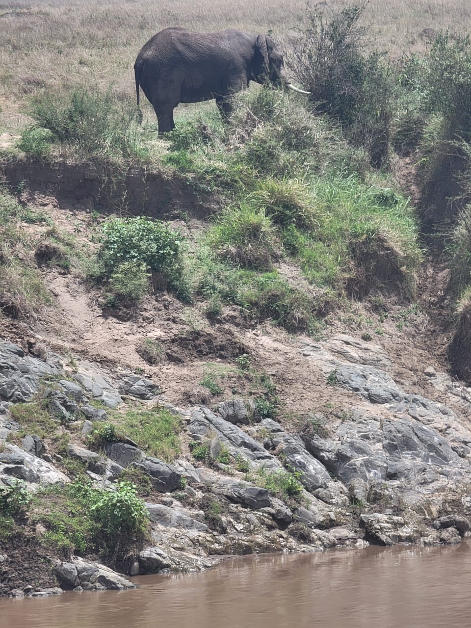 Maasai Mara Safari