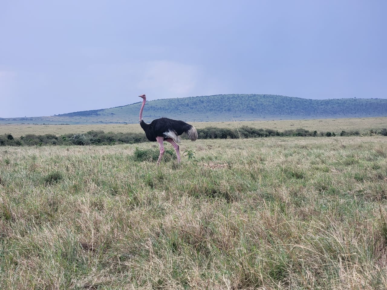 Amboseli Safari