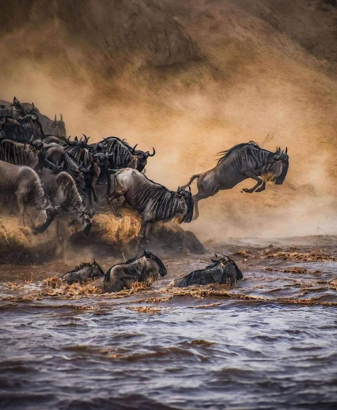 Maasai Mara Safari